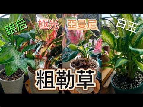 極光粗肋草風水|【極光粗肋草照顧】揭秘極光粗肋草的奧秘：完整照顧。